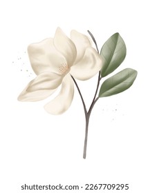 A white magnolia flower with green leaves isolated