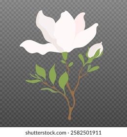 White Magnolia Flowers in Flat Style. Elegant Blooming Branch with Green Leaves. Minimalist Botanical Vector Illustration on transparent background.