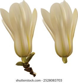 Magnólia branca, fundo branco de duas flores.