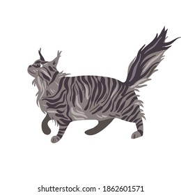 White Maine coon cat Isolated vector illustration. Feline breed design element. Pet in cartoon style.