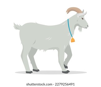 White male Goat with gold bell. Domestic goat Farm animal isolated on white background. Vector flat or cartoon illustration.