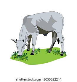 White male Indian cow eating grass in white background illustration