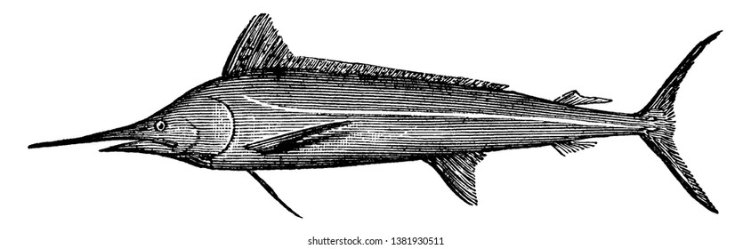 White Marlin a Sailfish is also called a billfish or spearfish, vintage line drawing or engraving illustration.