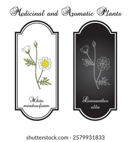 White meadowfoam (Limnanthes alba), this plant is the source of seed oil used in cosmetic and hair-care applications. Hand drawn botanical vector illustration