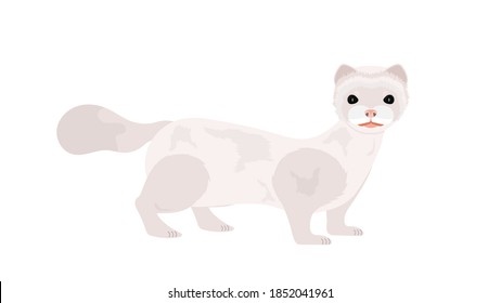 White mink. Mink in a flat style. Isolated, vector.