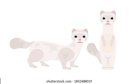 White mink. Mink in a flat style. Isolated, vector.