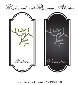 White mistletoe (Viscum album) or European mistletoe or common mistletoe. Hand drawn botanical vector illustration