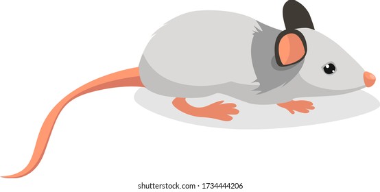 Ratón blanco, ilustración, vector sobre fondo blanco