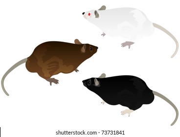 White mouse, rat, field and ornamental rat on a white background