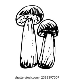 White mushroom boletus doodle. Collecting forest food. Hand drawn sketch.