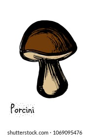 White mushroom colored vector illustration. Percini isolated