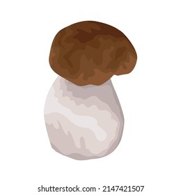 White mushroom. A mushroom from the genus Boletus. The white mushroom is the most delicious, nutritious and valuable representative among the whole kingdom of mushrooms. Vector illustration isolated.