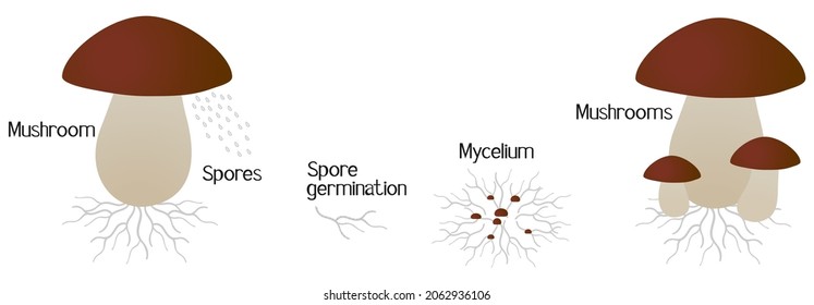 White mushroom growth cycle isolated on white background.