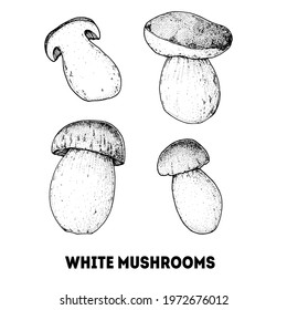 White mushroom hand drawn sketch. Boletus Mushroom vector illustration. Organic healthy food. Great for packaging design. Engraved style. Black and white color.