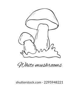 White mushroom hand drawn vector illustration. Hand drawn vector illustration of champignons on white background