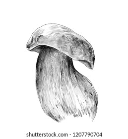 white mushroom on thick stalk, sketch vector graphic monochrome illustration on white background