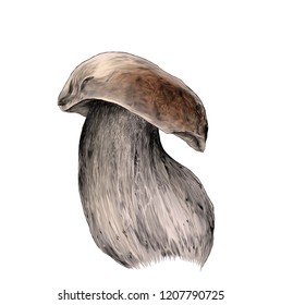 white mushroom on thick stem, sketch vector graphic color illustration on white background