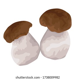 White mushroom. A pair of young delicious mushrooms with thick legs and brown caps. Vector illustration isolated on a white background for design and web.