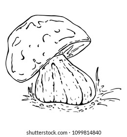 White Mushroom. Vector illustration of a mushroom. Hand drawn mushroom. Edible mushroom under a bush in the forest.