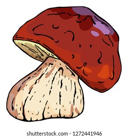 White Mushroom. Vector illustration of a mushroom. Hand drawn mushroom. Edible mushroom under a bush in the forest.