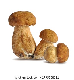 White mushrooms low poly. Fresh, nutritious, tasty White mushrooms. Delicious and healthy lunch. Vector illustration. White mushrooms in triangulation technique.