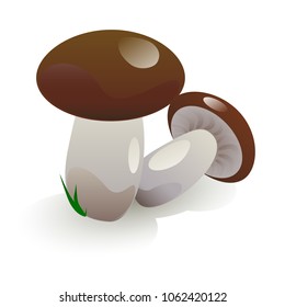 white mushrooms vector illustration