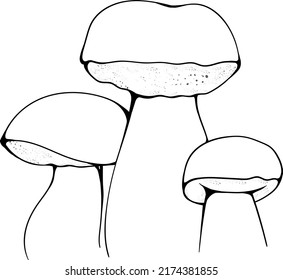 White mushrooms vector illustration for any use