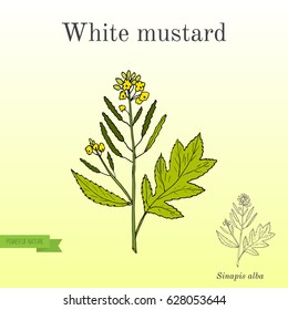 White mustard (Sinapis alba). Kitchen hand-drawn herbs and spices. Hand drawn botanical vector illustration