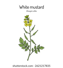 White mustard (Sinapis alba), medicinal and edible plant. Hand drawn botanical vector illustration