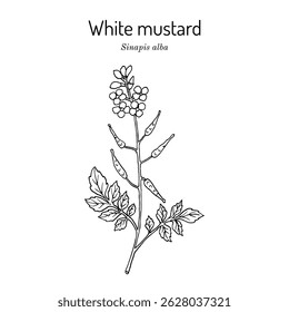 White mustard (Sinapis alba), medicinal and edible plant. Hand drawn botanical vector illustration