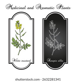 White mustard (Sinapis alba), medicinal and edible plant. Hand drawn botanical vector illustration