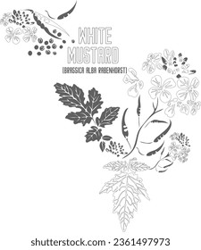 White mustard vector contour. Medicinal Brassica alba Rabenhorst plant outline. Set of  Sinapis alba, English mustard in Line for pharmaceuticals and coocking. Contour drawing of medicinal herbs