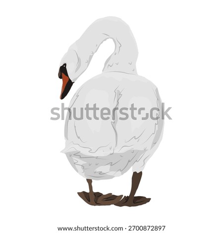 White mute swan. Realistic vector animal.
