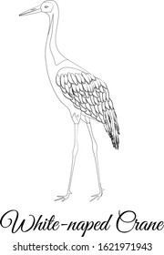 White naped crane bird type vector outline