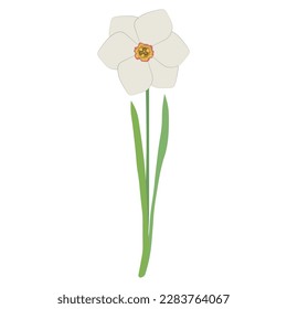 White narcissus (daffodil) flower with green leaves and stem on a white background. 