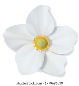 White Narcissus flower isolated on white background. Beautiful vector mesh flower