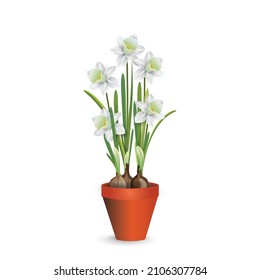 White narcissus flowers in a plastic shipping pot for room decor. Vector illustration for interior design, flower shop advertising, other. 