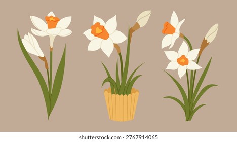 White narcissus. Set blooming daffodils flowers. Potted plant. For florists, garden catalogs, landscaping presentations and botanical themed design.