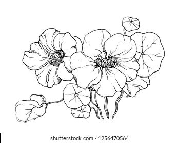 White Nasturtium garden exotic flower. Isolated botanical illustration: tropical, retro, vintage, hand drawn watercolor. Black and white monochrome. For wedding invitation, card, print design. Hawaii