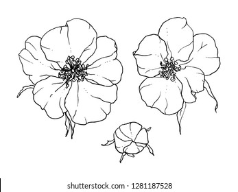 White Nasturtium garden exotic flower. Isolated botanical vector illustration set: tropical, retro, vintage, hand drawn. Black and white contour monochrome. For wedding invitation print design. Tattoo