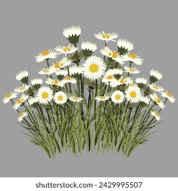 White natural daisy flowers background Vector