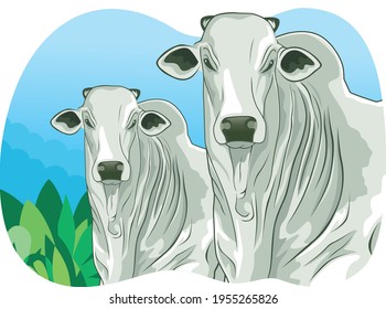 White Nelore Oxen In The Pasture