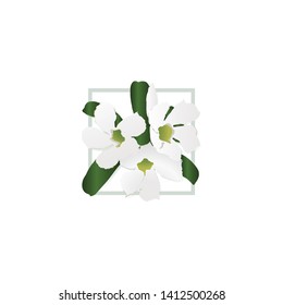 White Nerium oleander. Nerium oleander in bloom, white siplicity bunch of flowers and green leaves on branches - Vector
