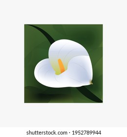 White Nice Flower Vector with Green Leaf Background.