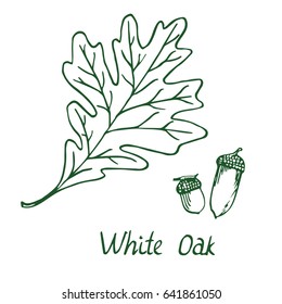 White Oak (Lepidobalanus or Leucobalanus) Leaf and acorn, hand drawn doodle, sketch in pop art style, vector illustration