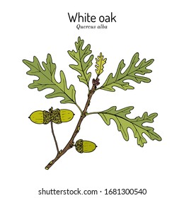 White oak (Quercus alba), medicinal plant, Illinois, Connecticut and Maryland State Tree. Hand drawn botanical vector illustration