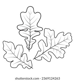 White oak tree leaves, vector illustration isolated on white background. Oak leaf outlines, coloring page.
