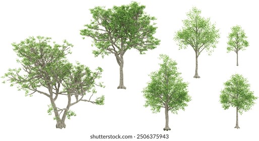 White oak trees with transparent background, 3D rendering, for illustration, digital composition, architecture visualization