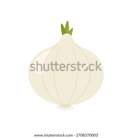 White onion bulb vector illustration isolated on transparent background for cooking.