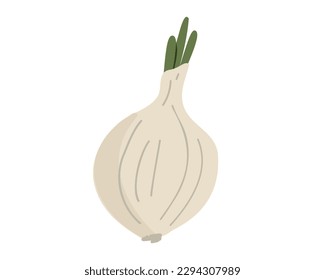 White onion isolated on white background. Vector illustration